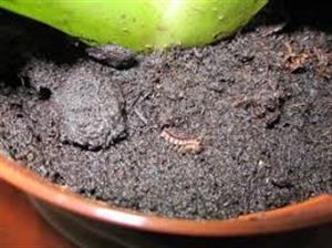 راه مقابله با آفات خاک - فوت و فن های باغبانی